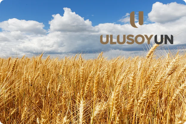 Ulusoy Un